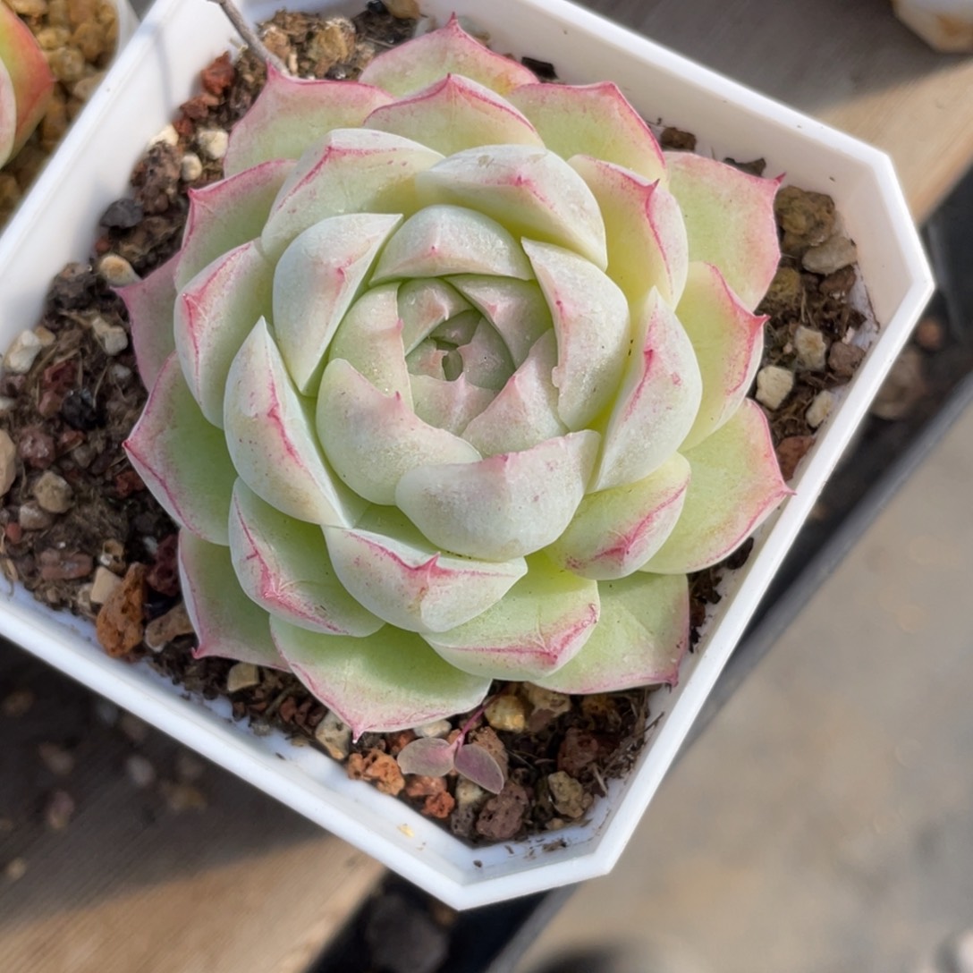 Z1986白底蕾丝边女王