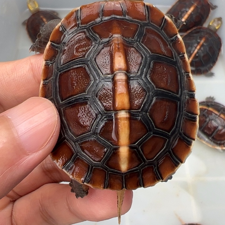 母绿毛龟谢*哥啦啦了我