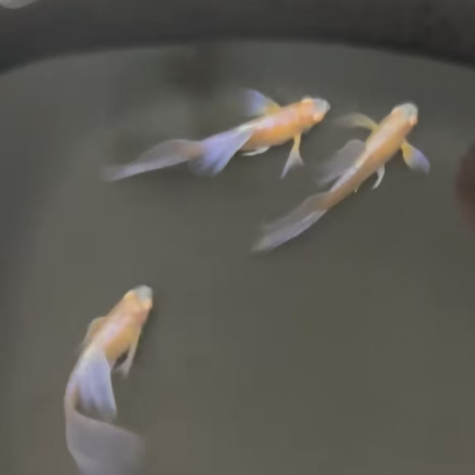紫白欧翼飞船热带鱼好养耐活