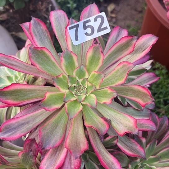 幸**凉多肉植物一个