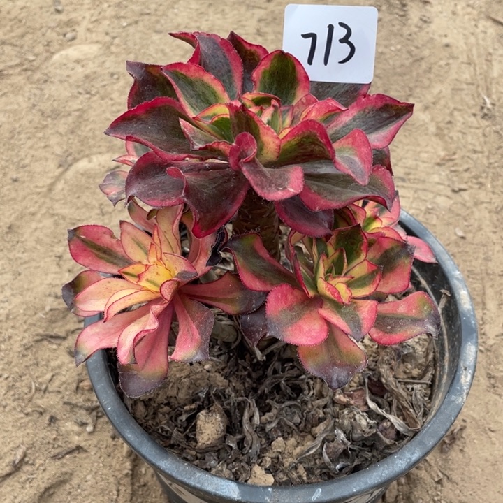 法师植物魅影法师713