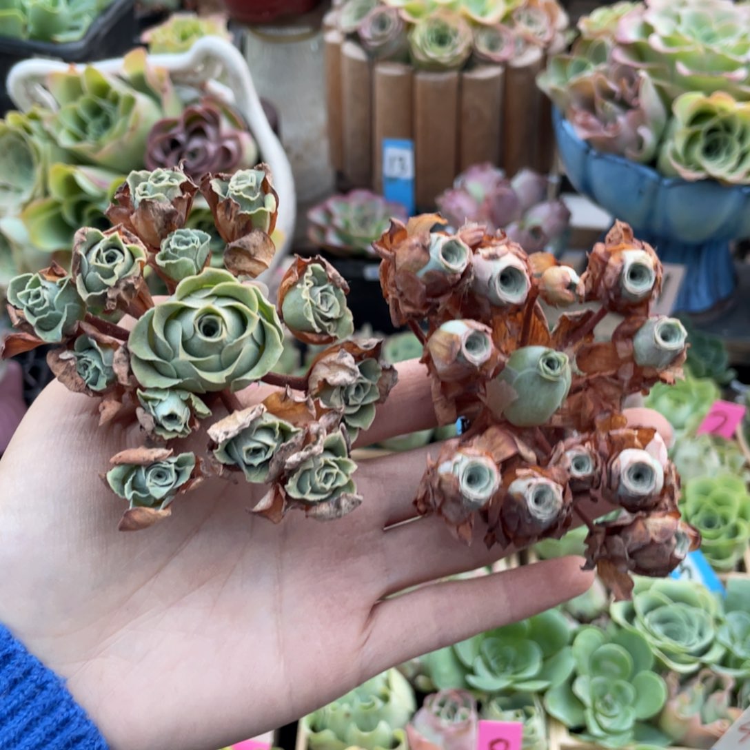 a***1多肉植物山地玫瑰136两颗