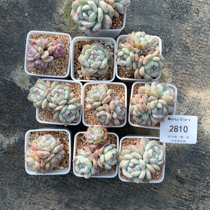 丸***～2810十颗带盆包邮