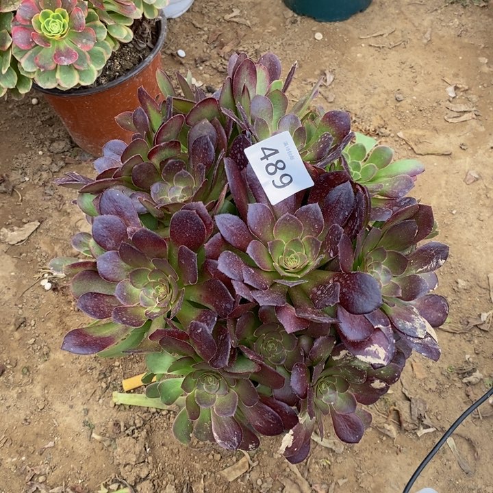 489荷兰玫瑰绣球新桩