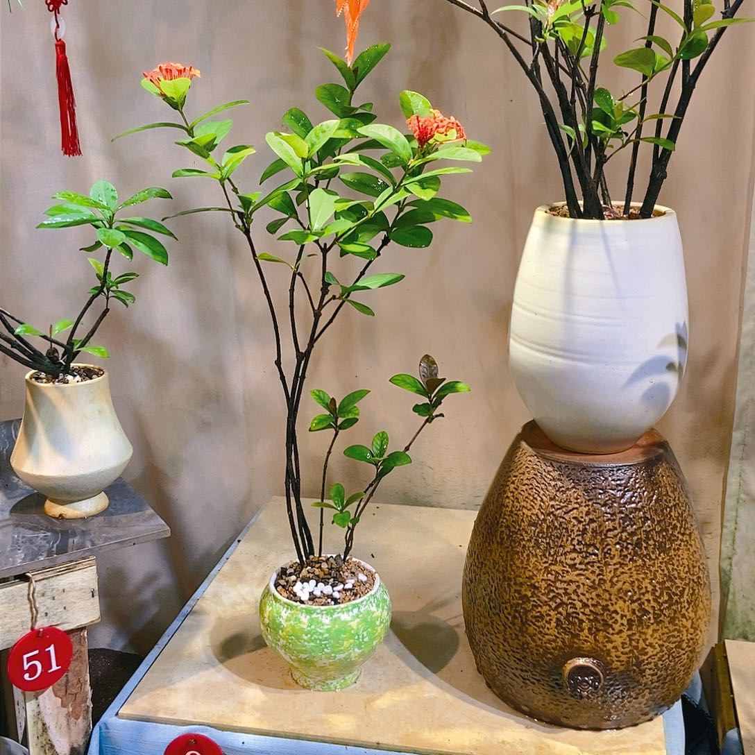 木精品海岛龙船花