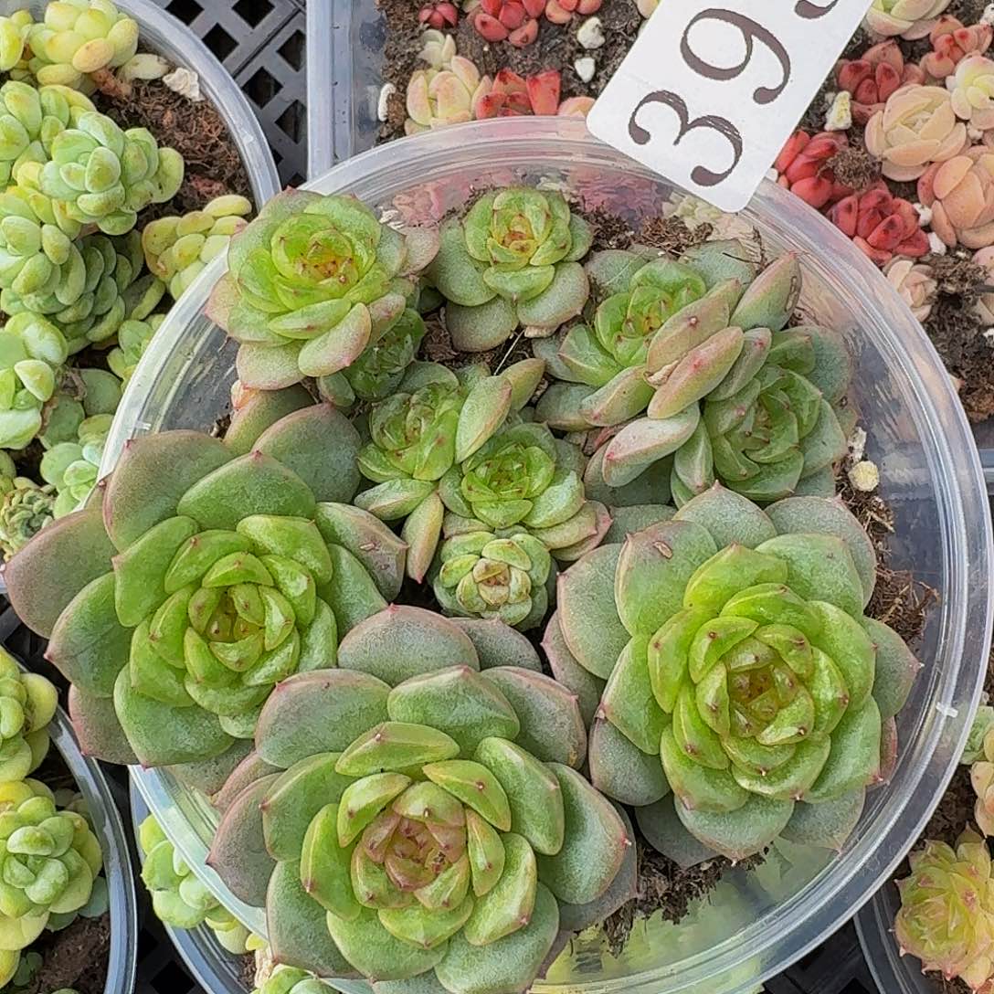 多肉植物多肉植物393