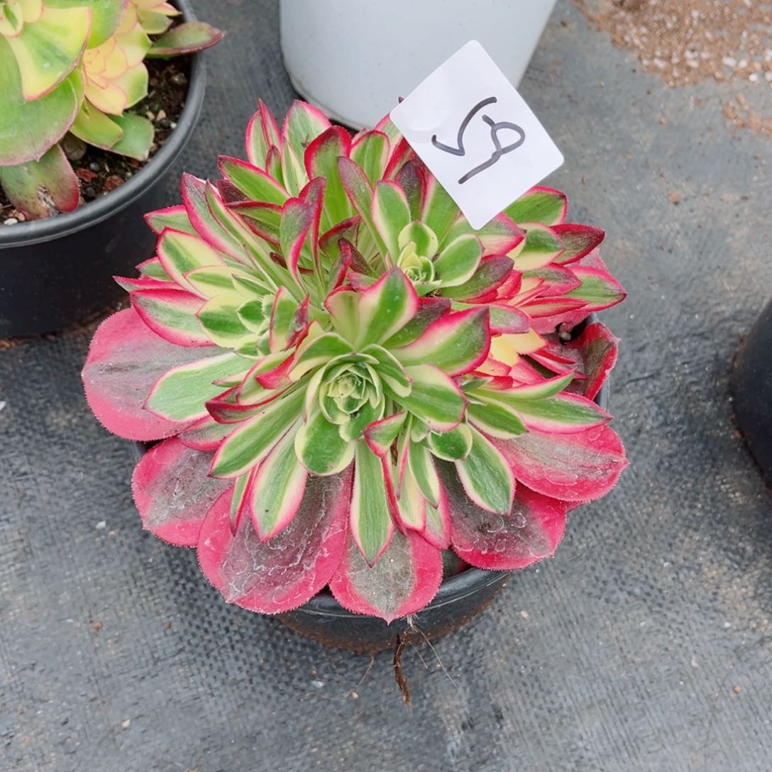 一物一拍多肉法师59