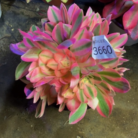 粉女巫多肉植物3660