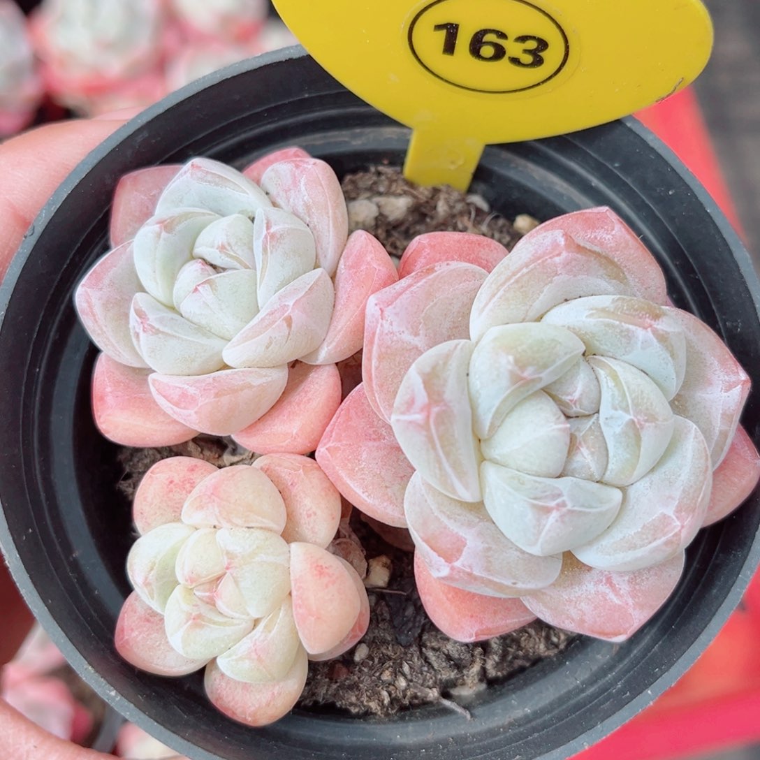 163号小老桩冰玉群