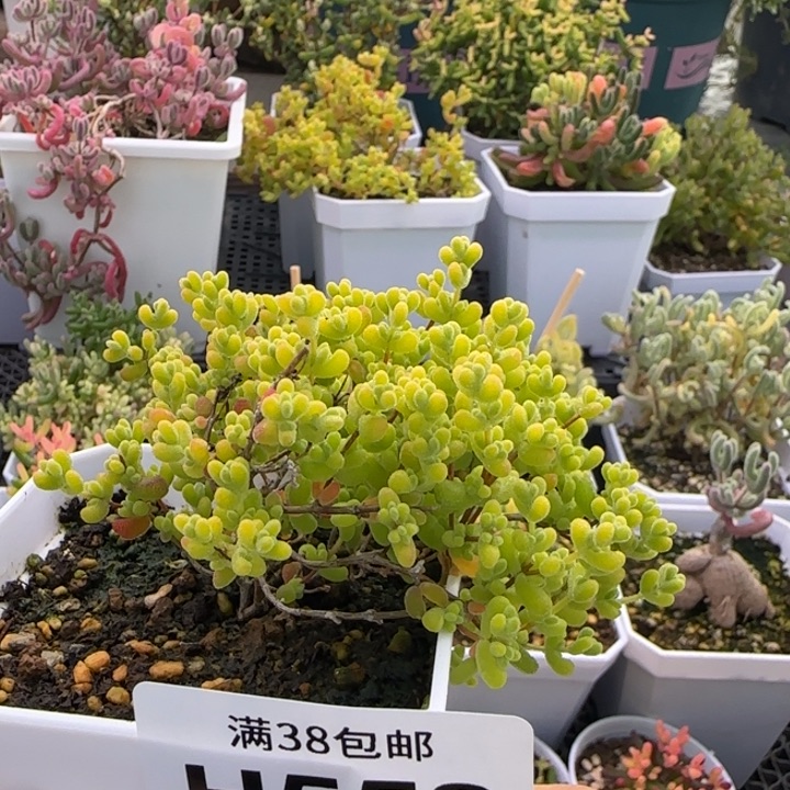 558-黄金莱斯植物枝干