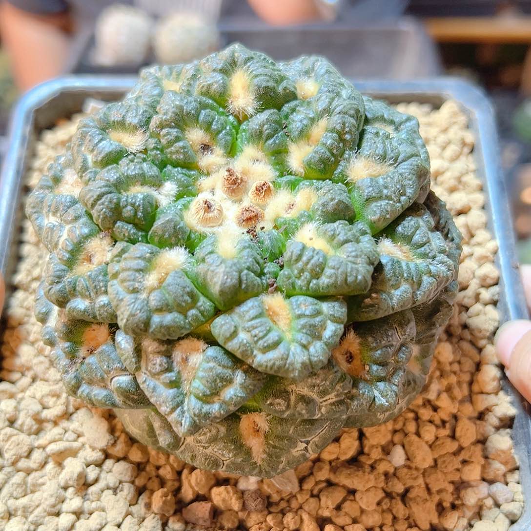 19号带根龟甲连山9.8公分