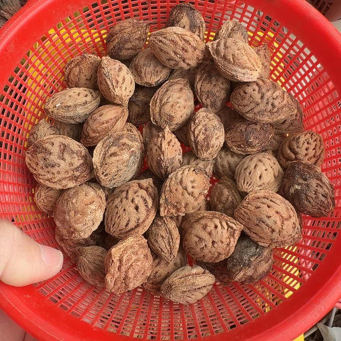 精品野生大毛桃核雕刻专用一斤量