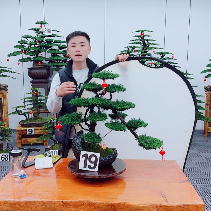 松树盆景一物一拍一物一拍