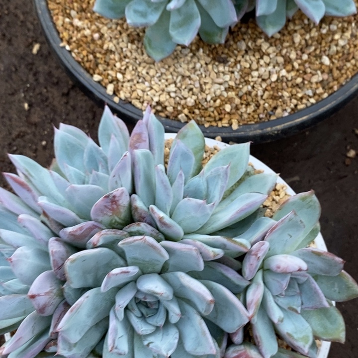 蝶***影88888888888888888