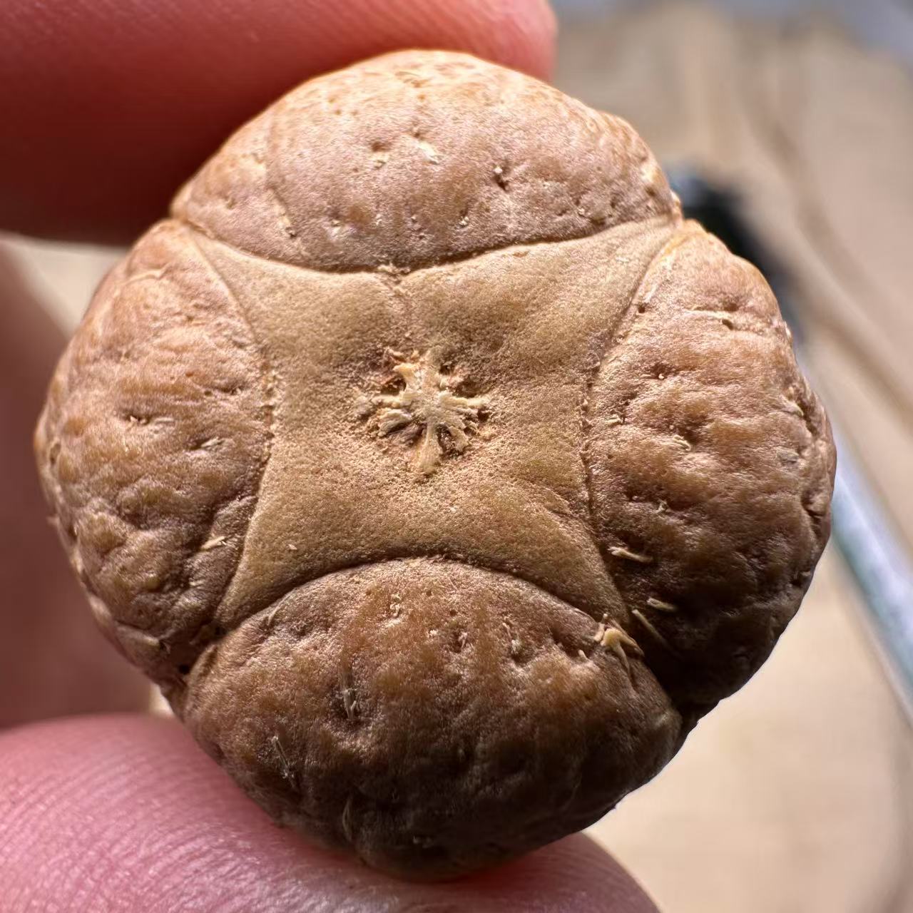 尼泊尔麒麟眼菩提，尺寸25，sss系列，货号S2