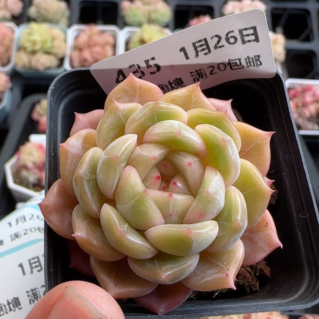 花语逸镜0126-435