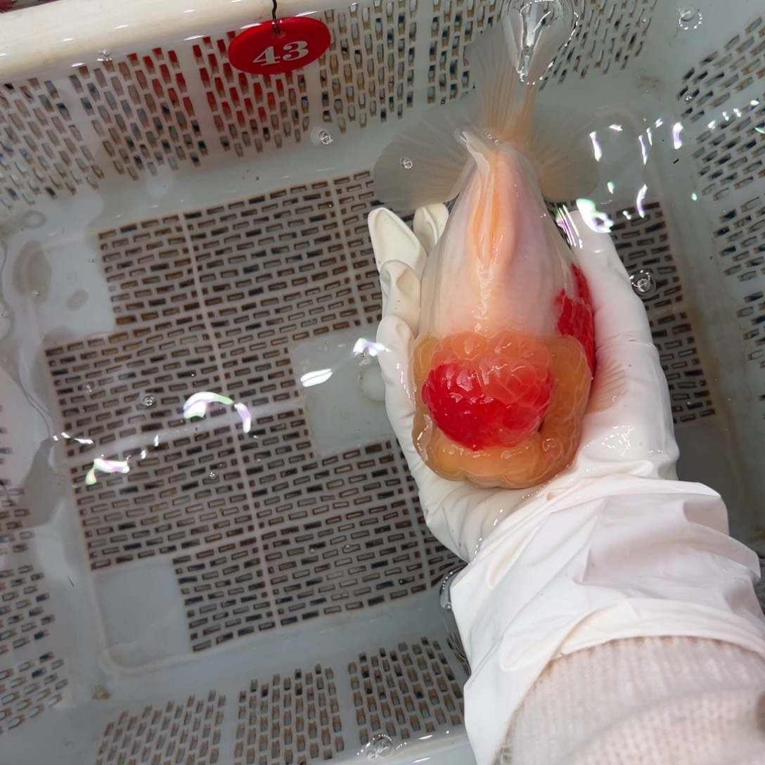 張****海水鱼包邮时要先看下自己