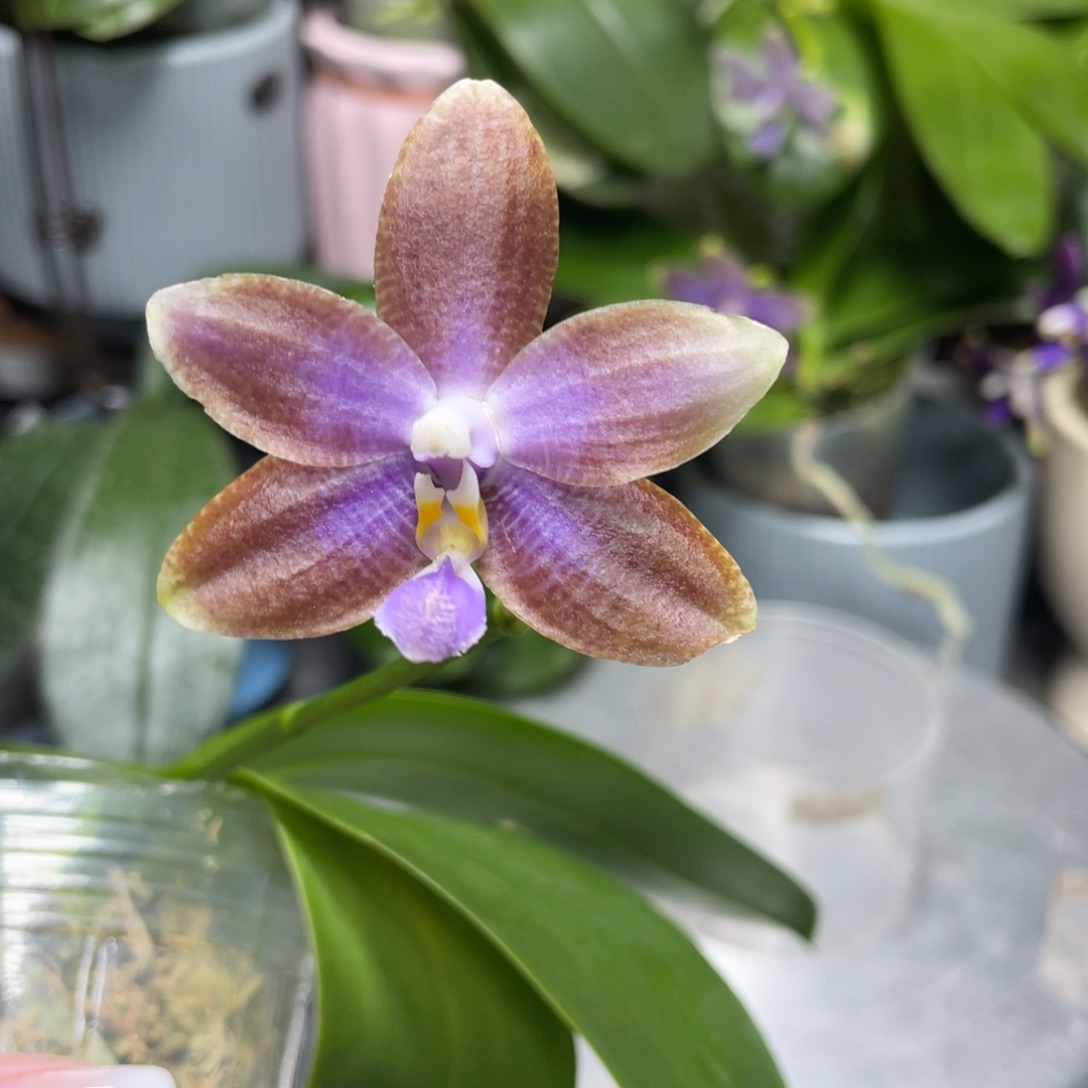 完全开放406开花株