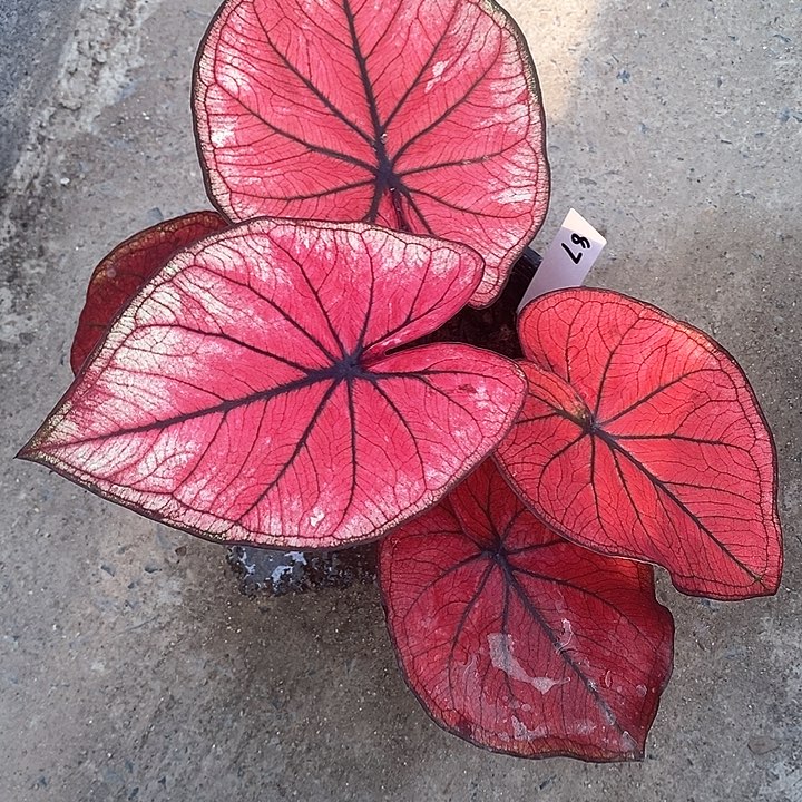 泰国彩叶 87-0203