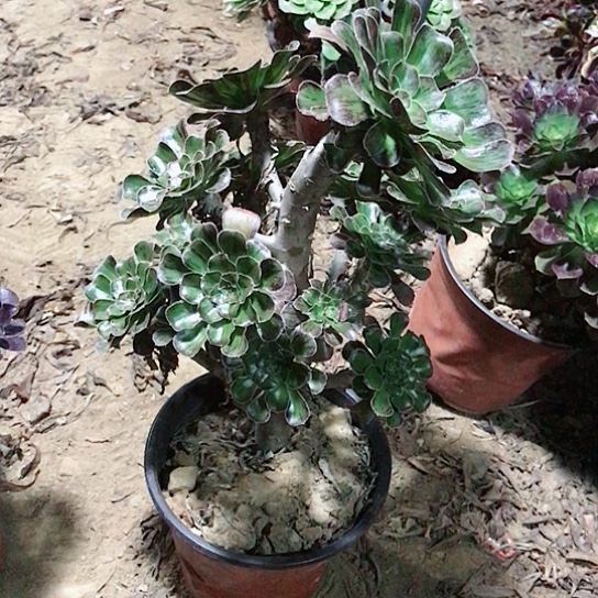 拉丝锦多肉植物0013