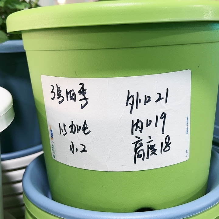 特价3号口21高18果绿10只无托