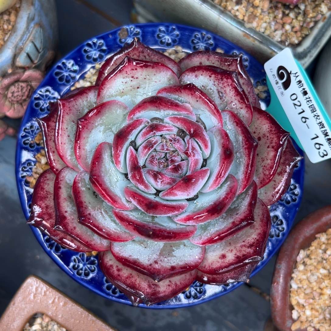 多肉一物一拍0216-163