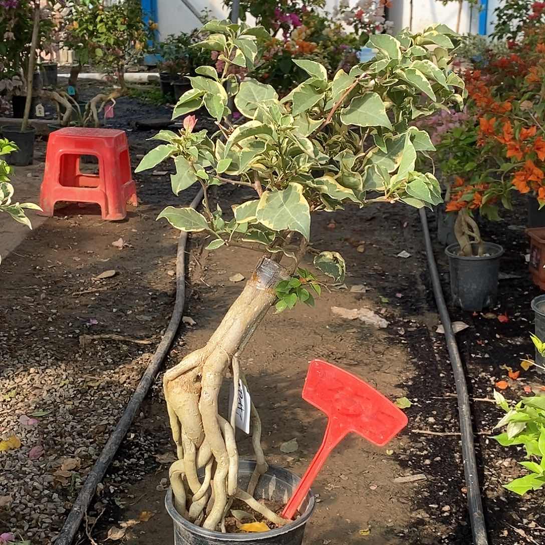 大部分开放少量花苞马斯1355