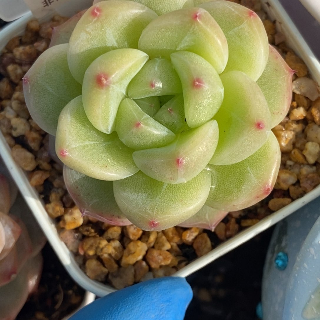 109东篱下多肉植物盆栽