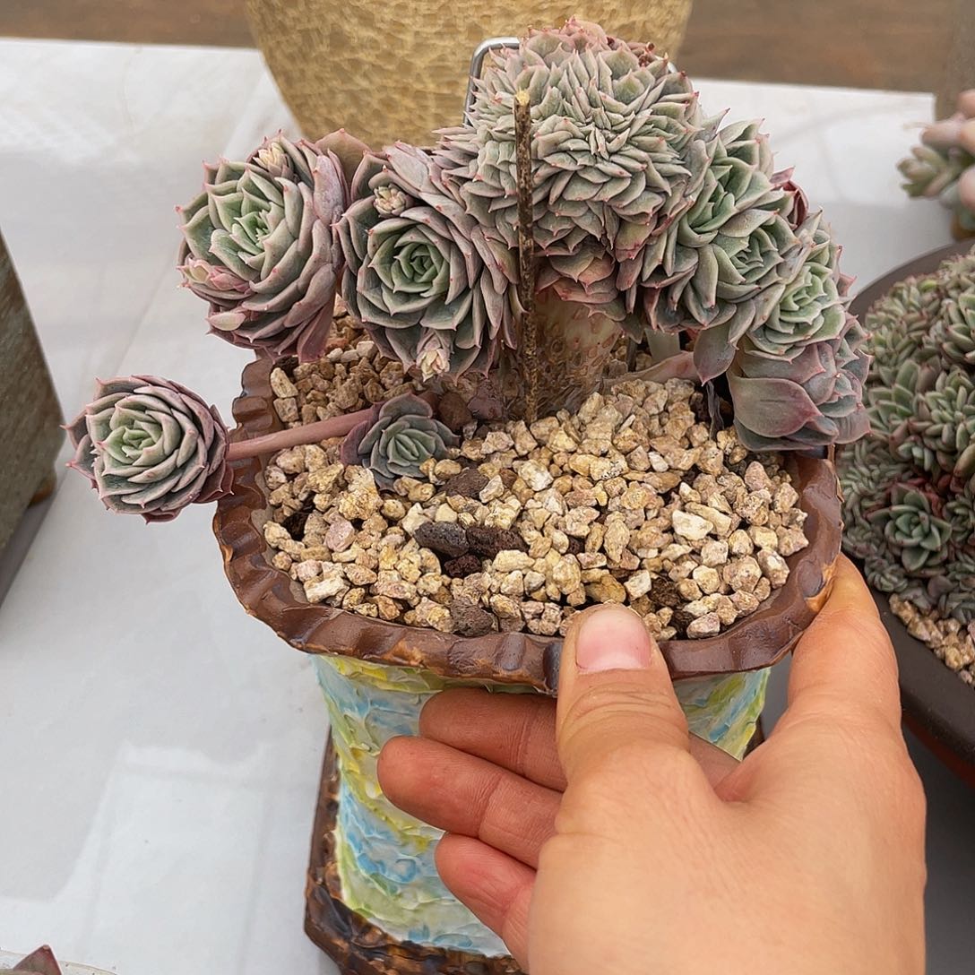 昂斯洛朵朵多肉多肉多肉