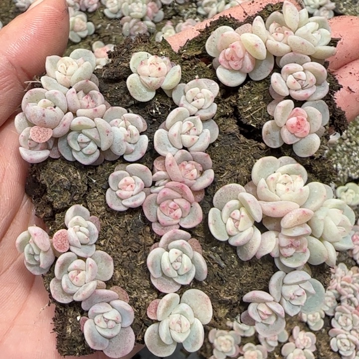 70王者系列多肉一盒