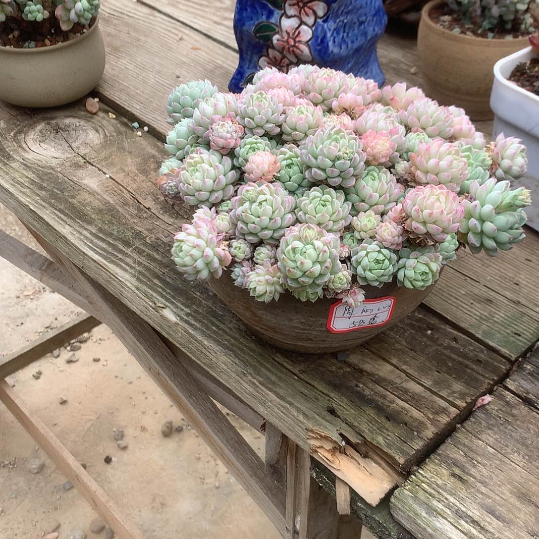 周*心多肉植物带盆