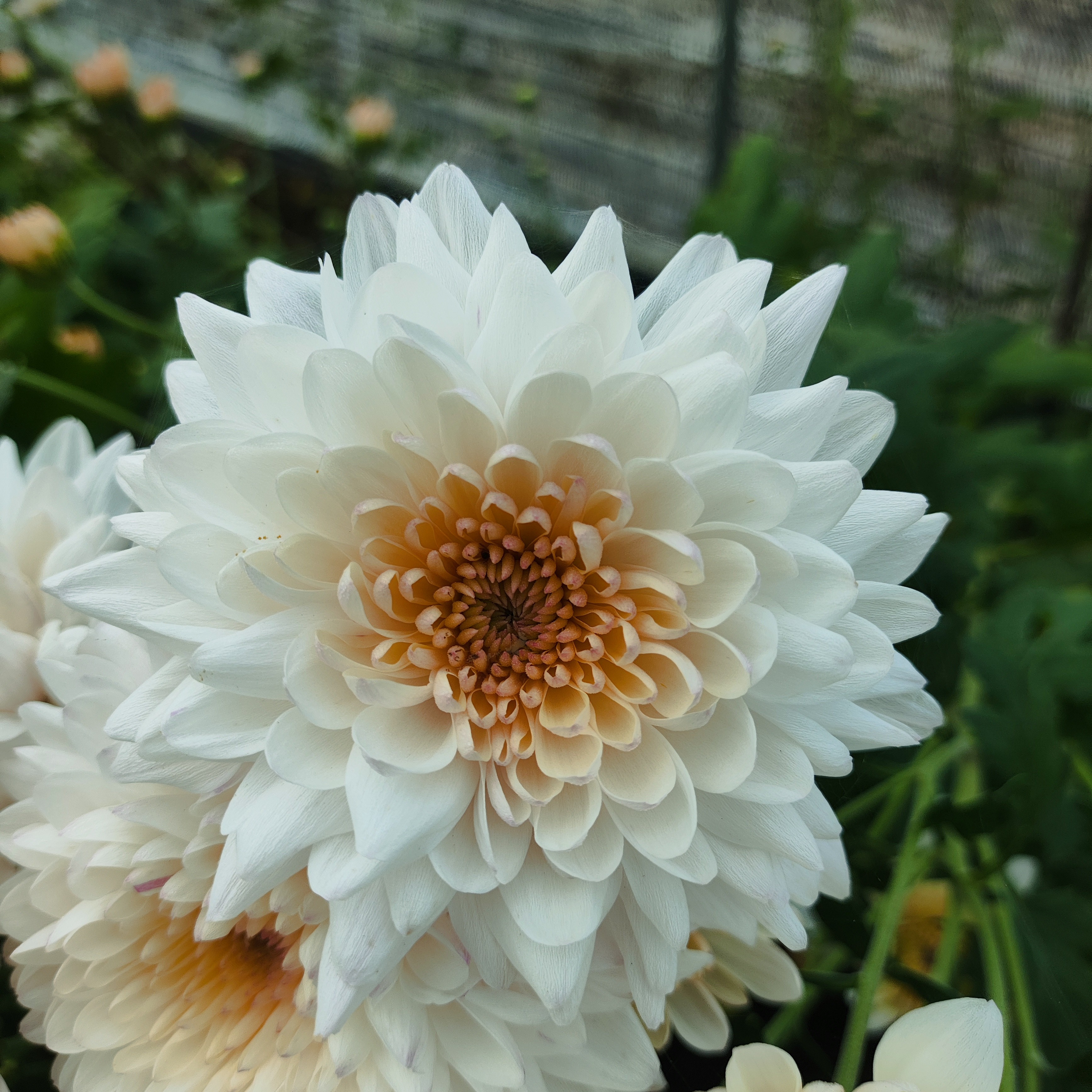 切花菊    欣雅  盆栽  150规格（花期已过，性价比低，慎拍）