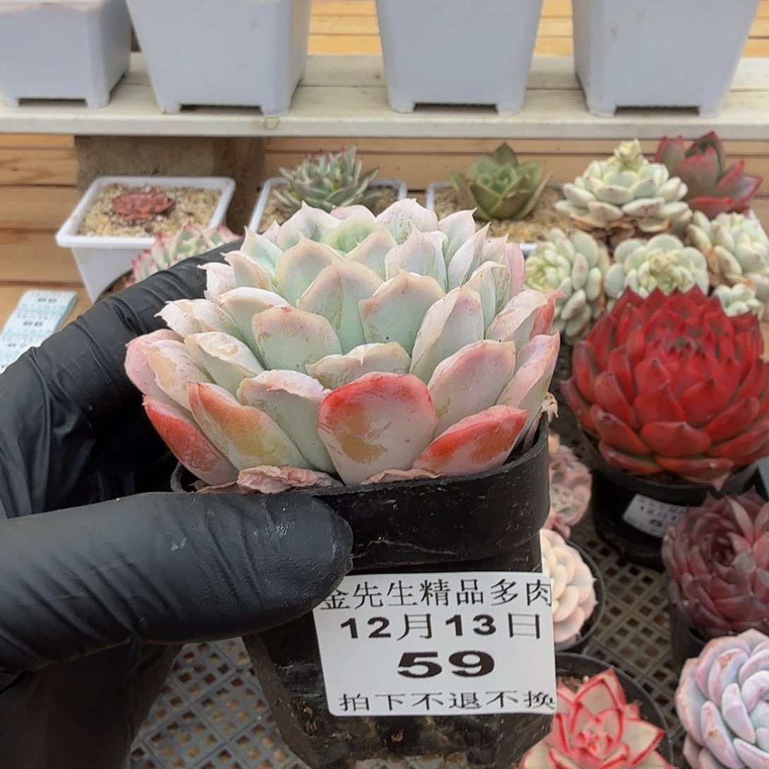 1213-59泡泡纱裙单头