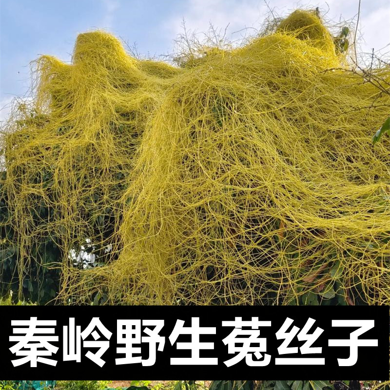 菟丝子【煮茶/泡酒】秦岭野外自然生长金丝藤水洗干净无熏硫