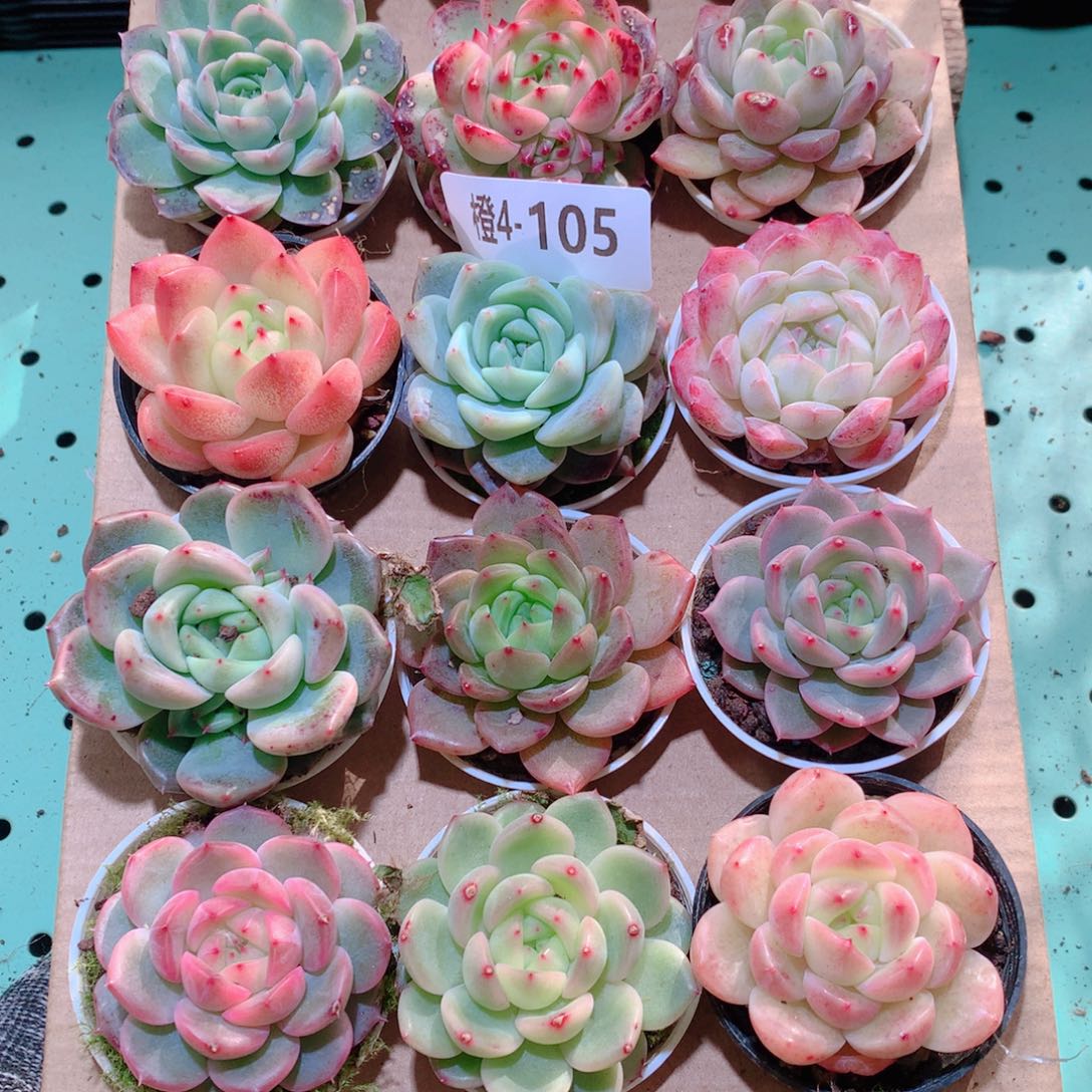 4-105一物一拍多肉带盆18颗