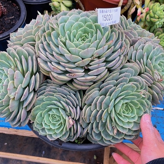 悠**心昂斯诺15020多肉