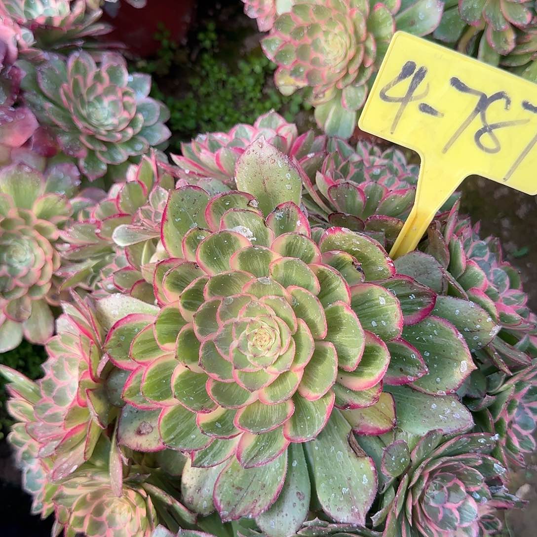 4-787---多头多肉植物