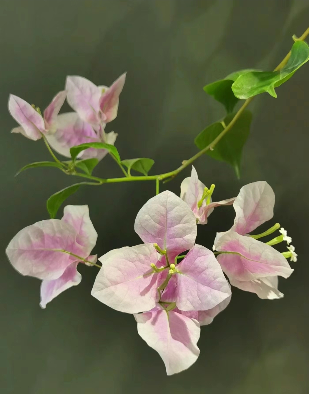 【开播福利】【单盆】三角梅小彩花四季勤花绿植