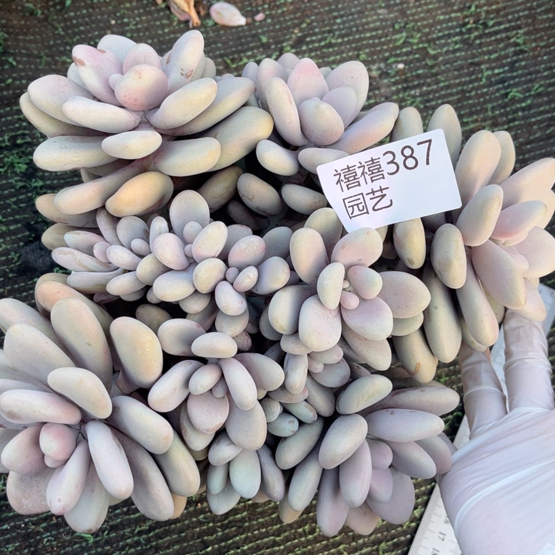 387逃不掉多肉植物……