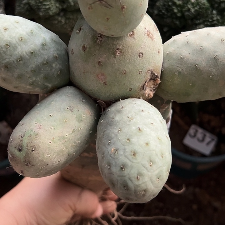 掌接白皮洞洞习群344仙人球