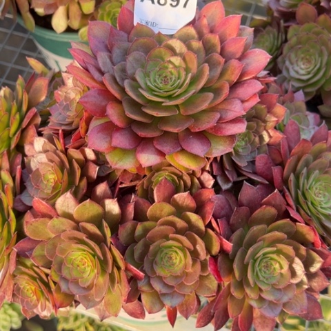 897红魔多肉25厘米左右