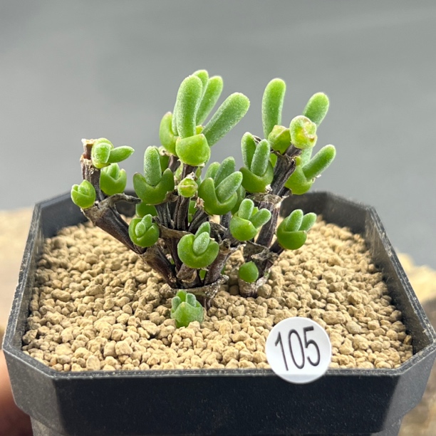 短耳朵小兔子枝干一物一拍