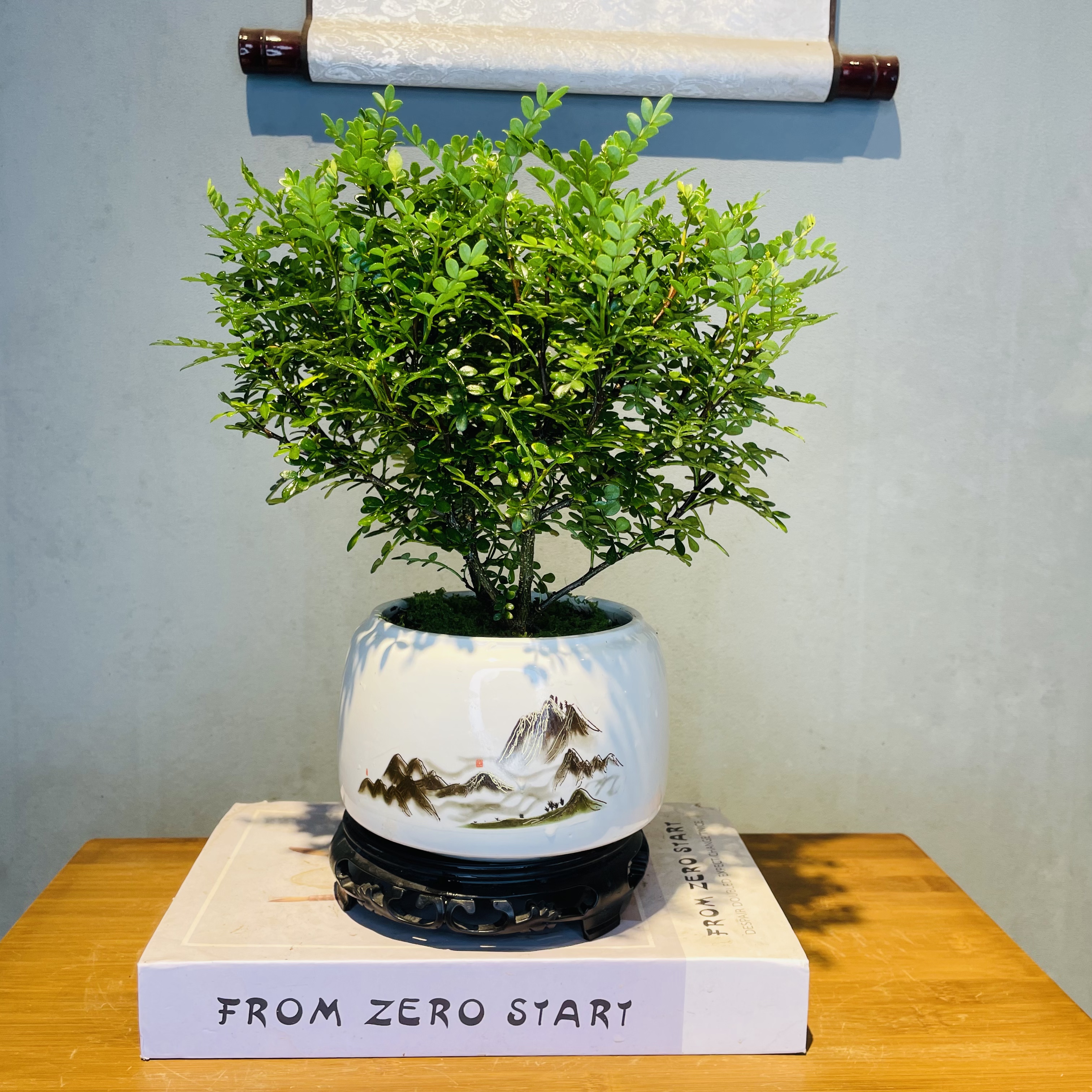 白山水墨陶瓷盆冠幅清香胡椒木加接水盘