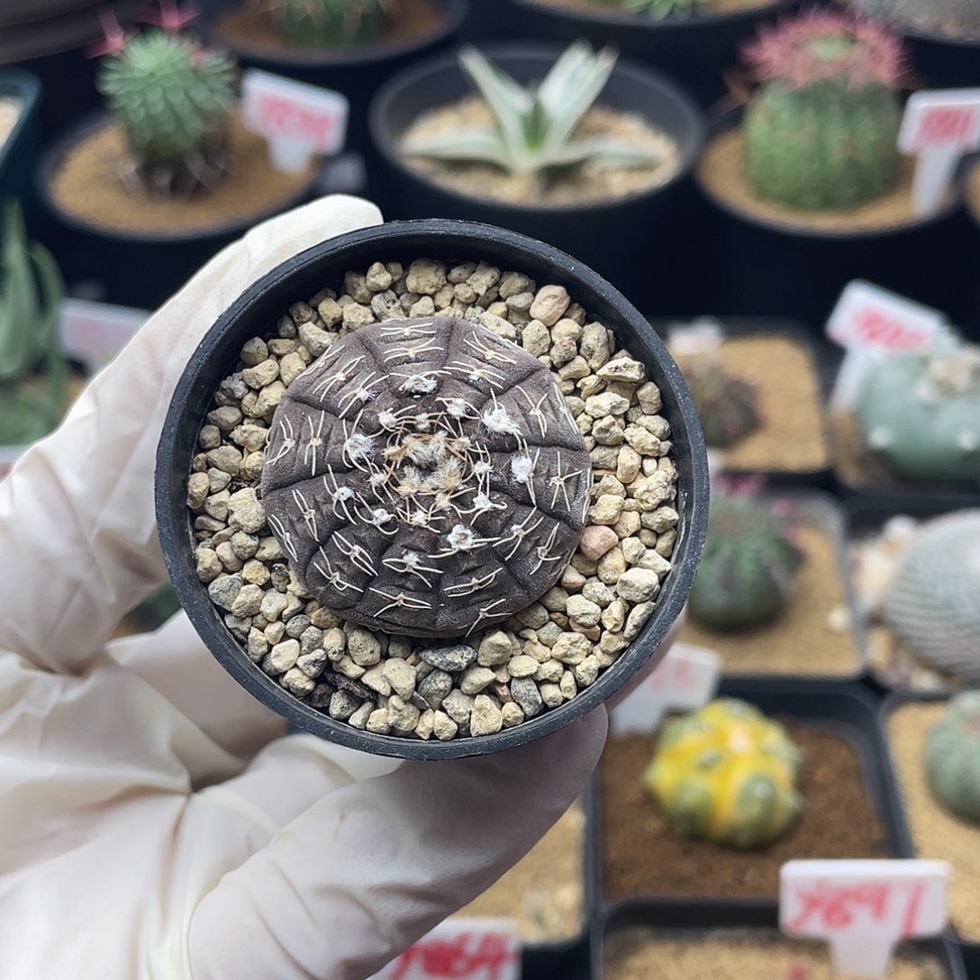 实生拉根仙人球多肉