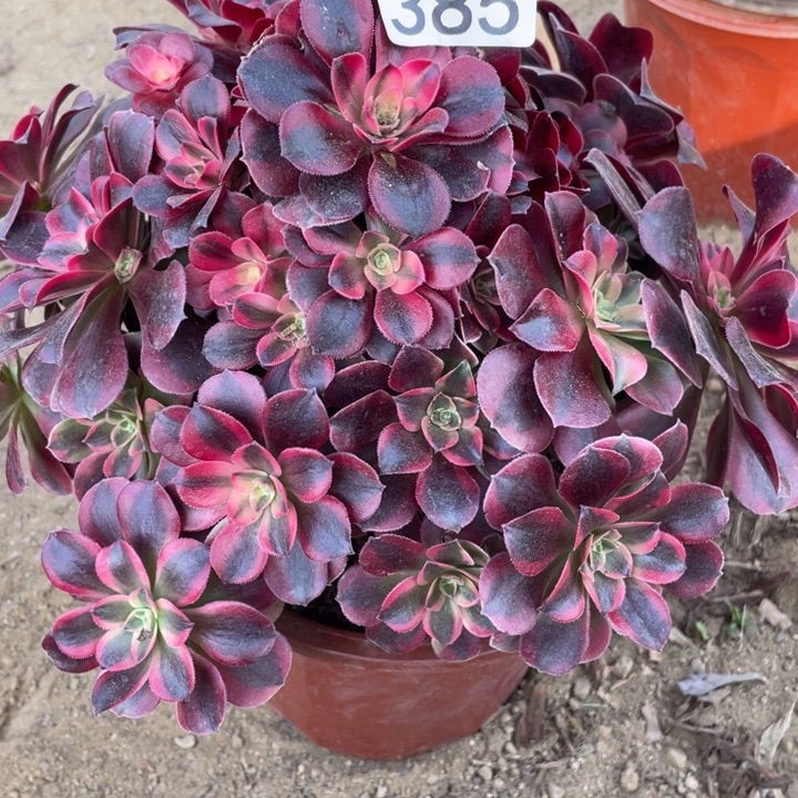无花朵385美杜莎多肉植物