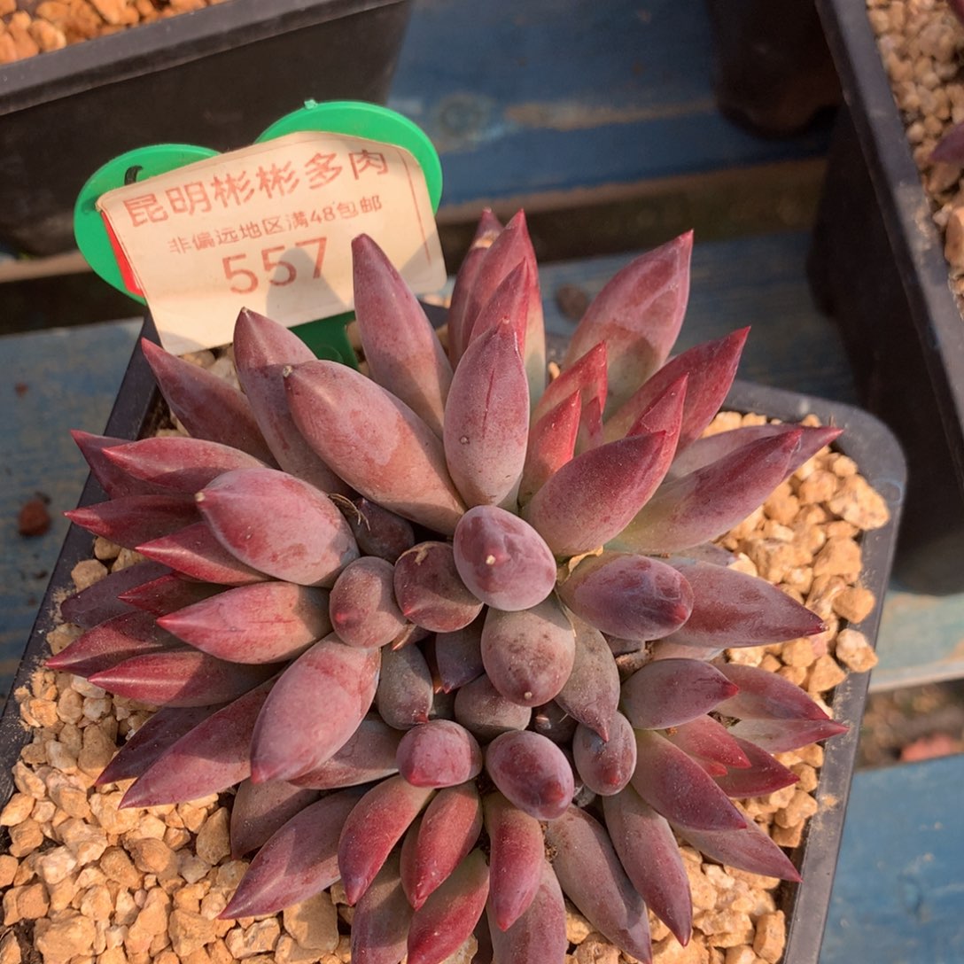 虞美人羽毛纹女神节福利557