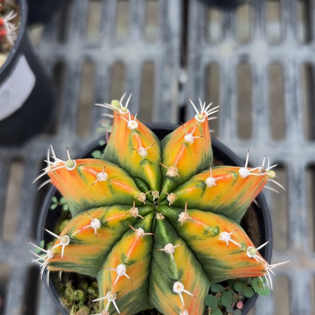 Z685-1014泰国米哈虎斑