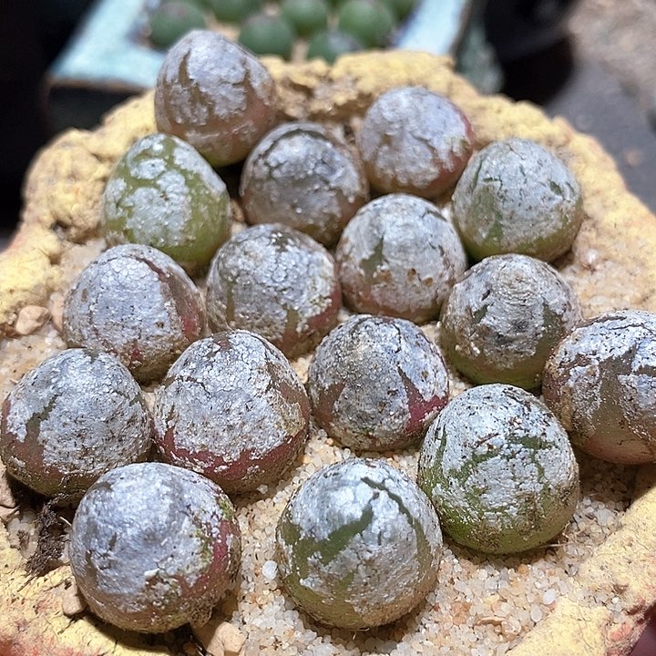 灯泡一颗   1.4-1.5厘米