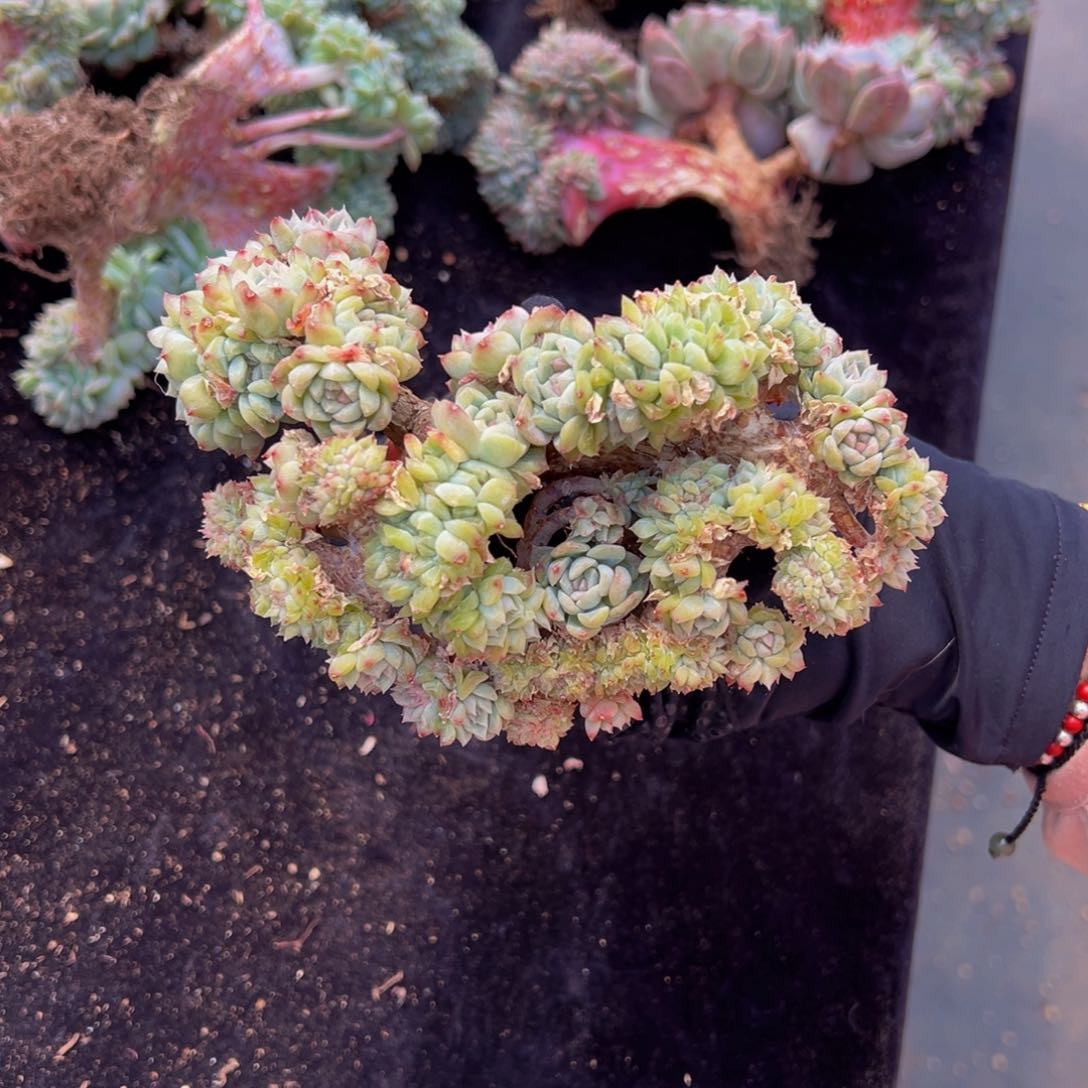 天天开心 天天开心瑕白体40朵