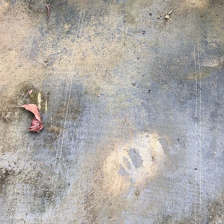 粤***粉金钻凤梨369748848856